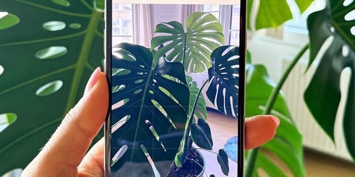 Phone camera scanning a monstera plant