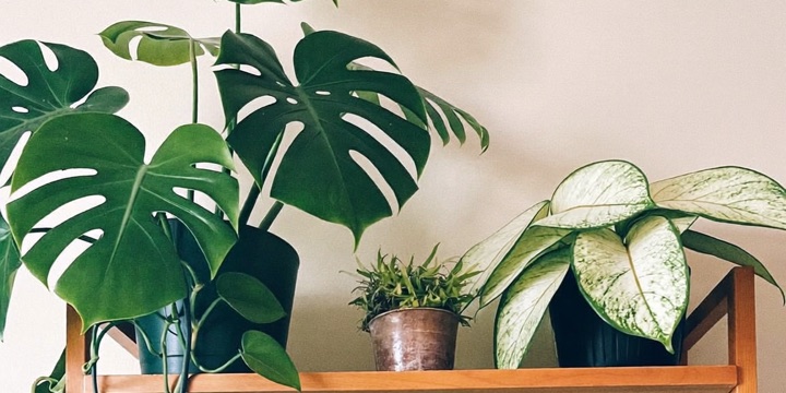 Wooden shelf crowded with houseplants