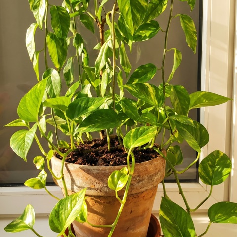 The same pothos, lush and thriving