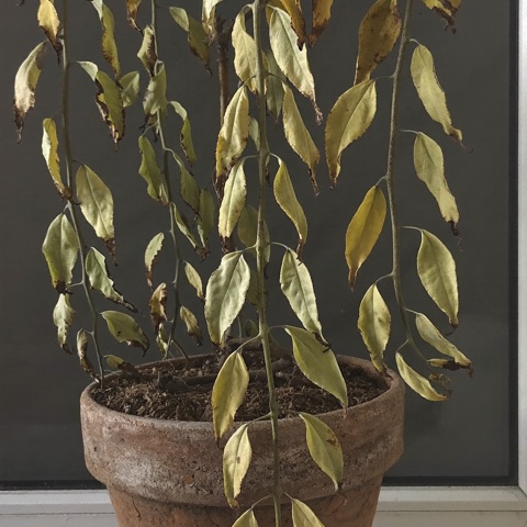 Wilting yellow pothos in a terracotta pot