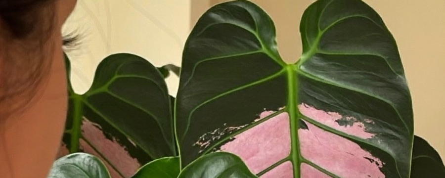 Pink-variegated philodendron leaves